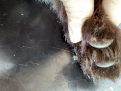 Почему так важно своевременно стричь когти домашней кошке и какая опасность подстерегает тех,кто этого не делает !